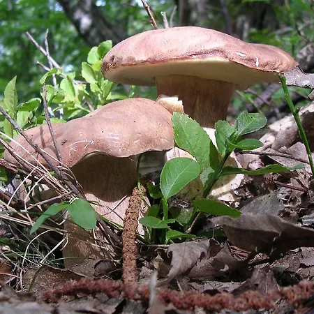 Cascina Manu Bed & Breakfast 3*