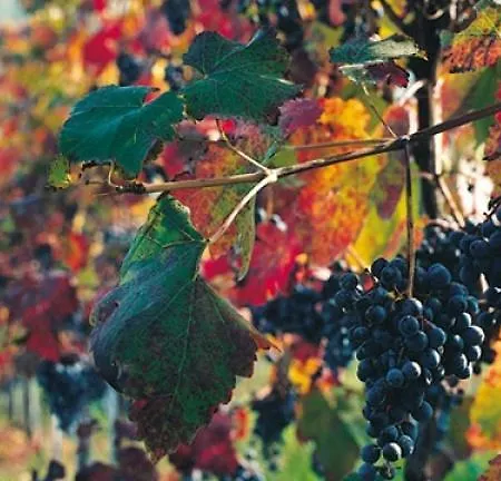 Frühstückspension Cascina Manu