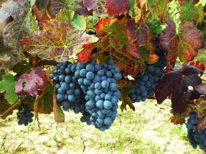 Cascina Manu 3* Rosignano Monferrato